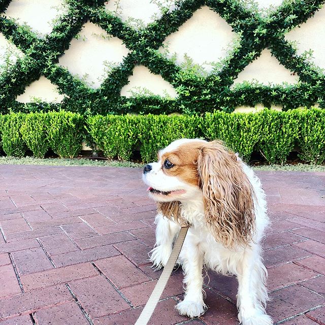 Highland Park Village